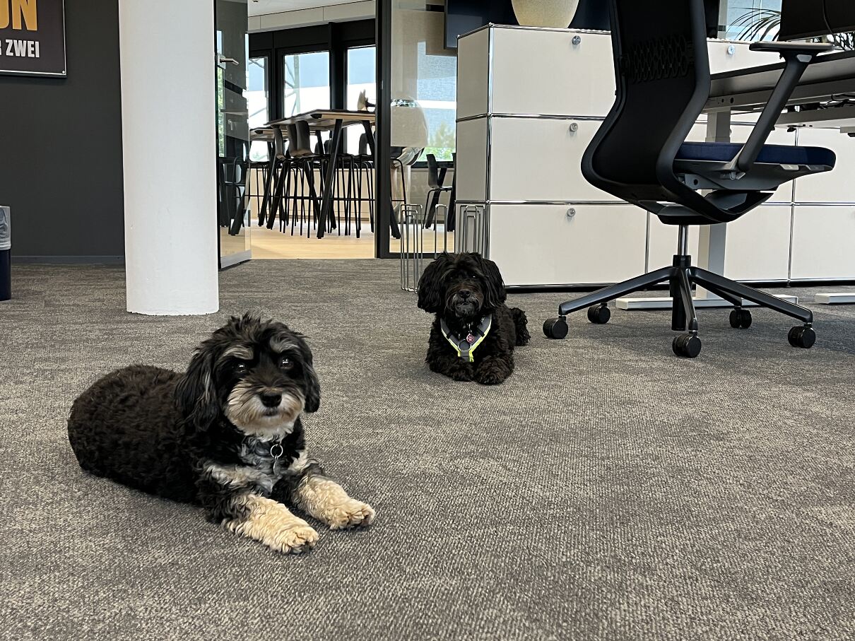Mars Switzerland_Dogs in the office_3